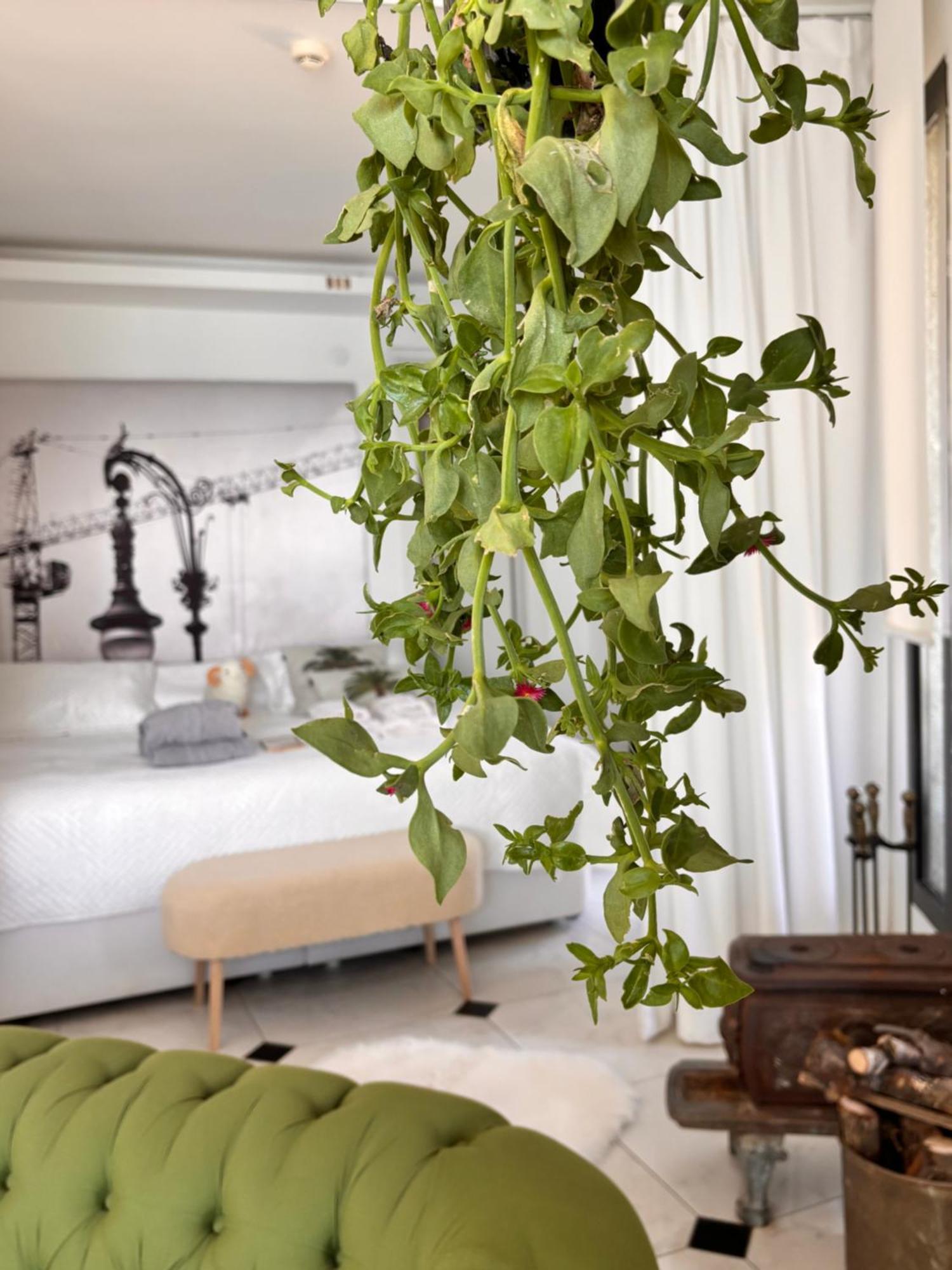Çeşme Sato Design Hotel (Adults Only) חדר תמונה